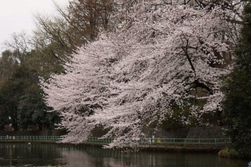 石神井公園の桜