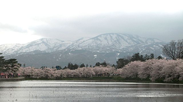 高田城のお堀と桜