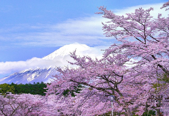 大石寺の桜
