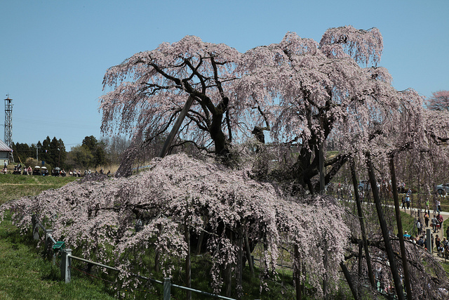 三春滝桜3