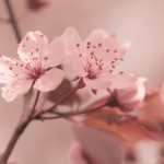 flowers-focus-cherry-sakura-