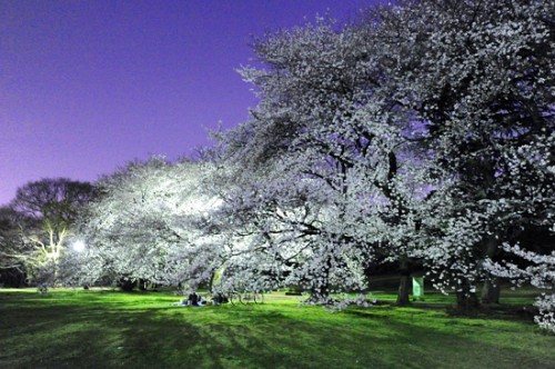 砧公園の夜桜