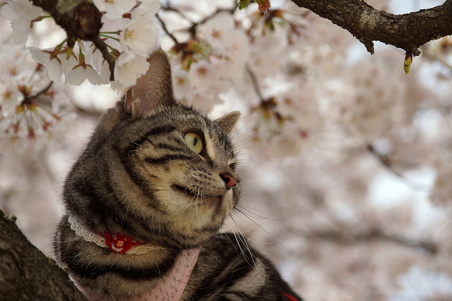 猫と桜2