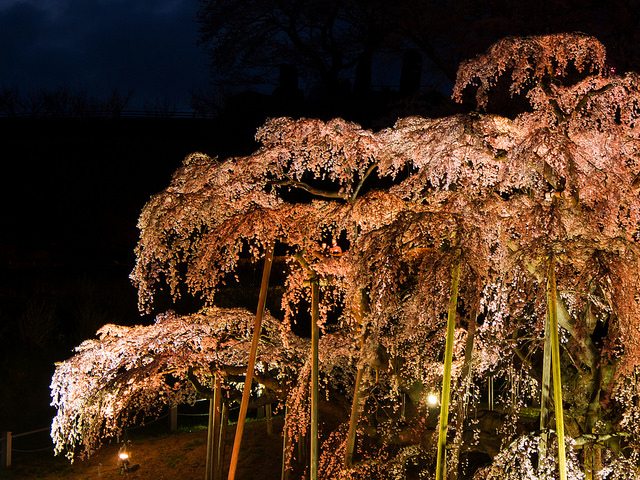 三春滝桜の夜桜