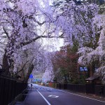 角館　武家屋敷街の桜