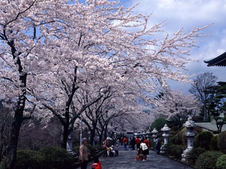 富士仏舎利塔平和公園の桜2