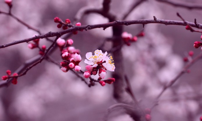 cherry-blossom-flowers-branch-petals-purple-pink