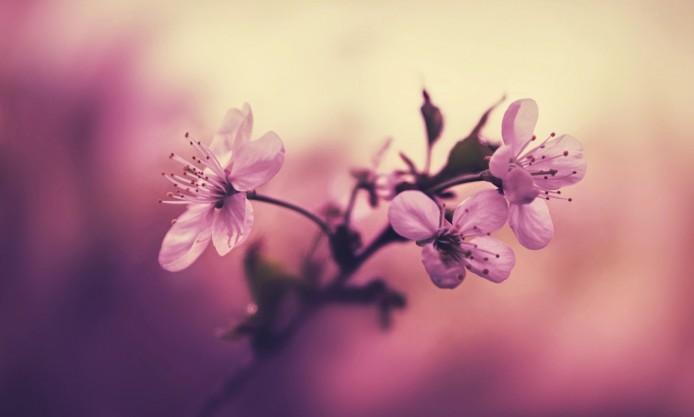 cherry-branch-flowers-petals-focus-pink-background-pink