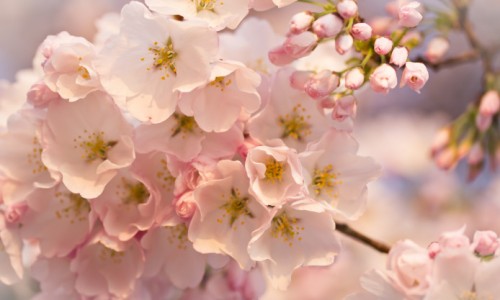 cherry-spring-flowers-branch-blur-pink