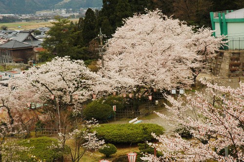 松岡公園の桜