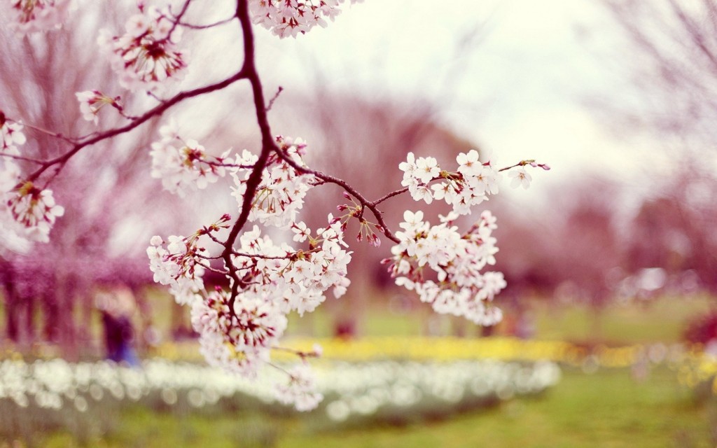 flowers-bloom-cherry-spring-photo-blur-background-branch-wallpaper