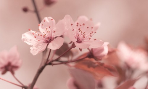 flowers-focus-cherry-sakura-